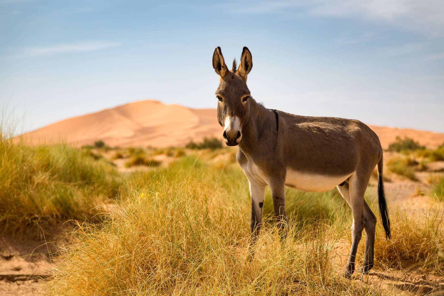 Donkey ride