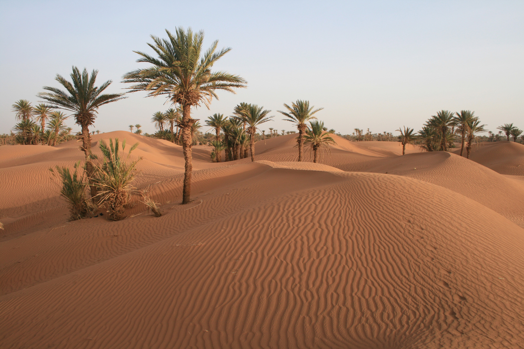 Desert of Chegaga (departure Tamegroute)