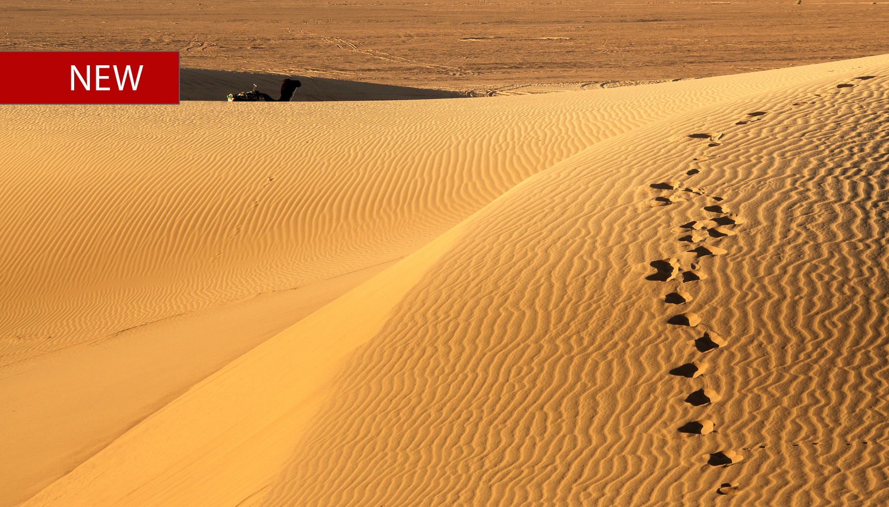 Merzouga golden dunes