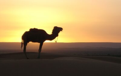More of the south of Morocco – including Caravan trekking