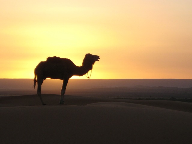 More of the south of Morocco (including caravan trek)